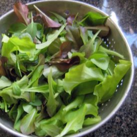 First Harvest of the Year Image